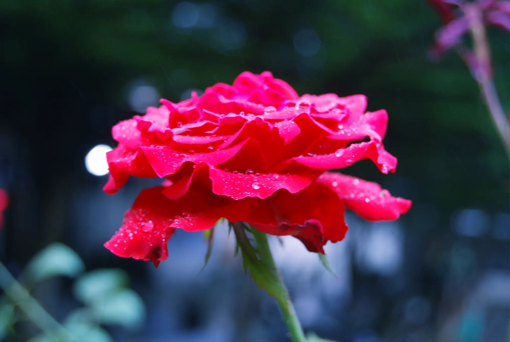 Crimson in the rain