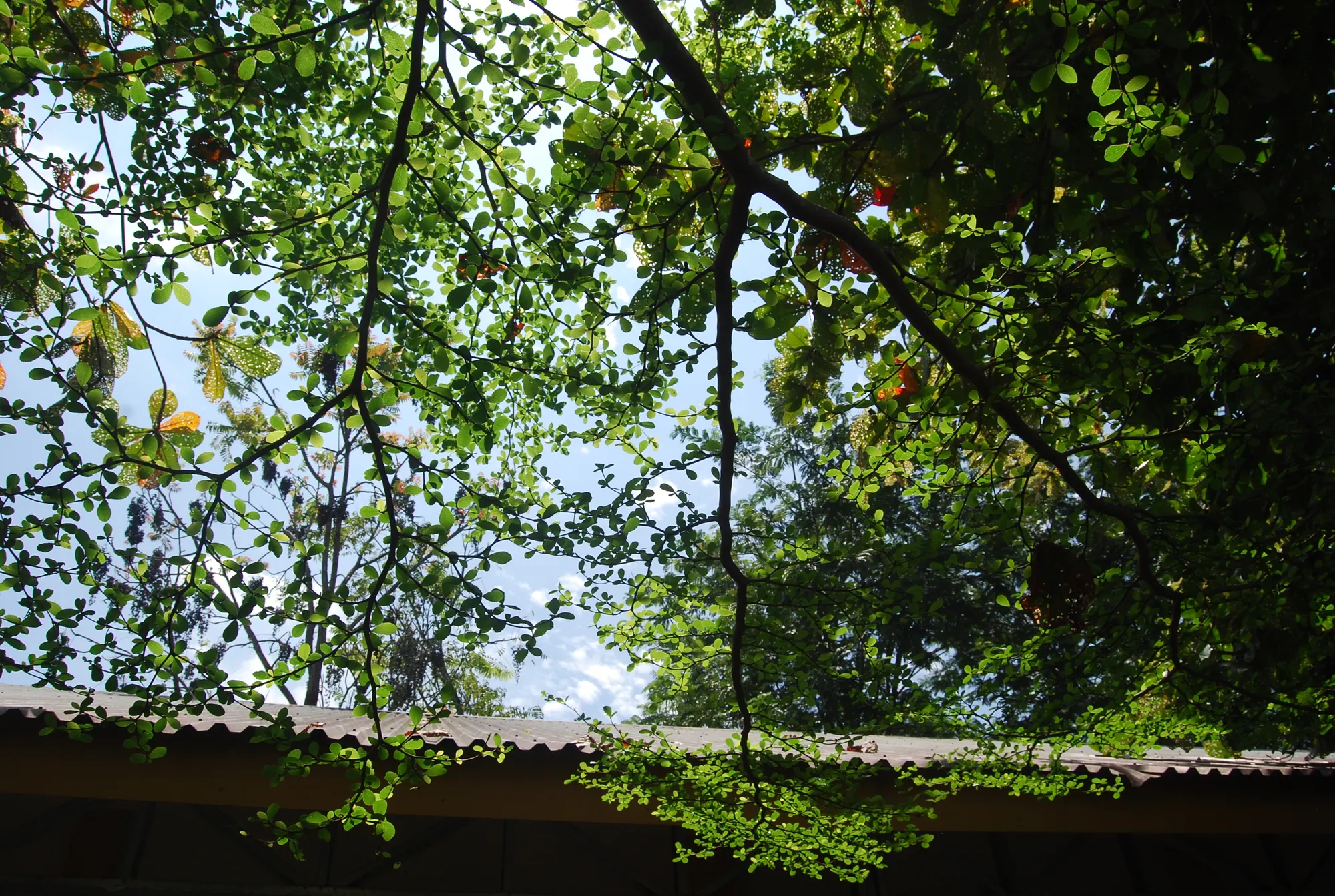 Shade of a tree